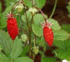 ALPINE STRAWBERRIES image