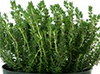 THYME image