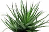 ALOE VERA image