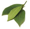 BAY LEAVES image