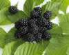 BLACKBERRY image