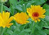 CALENDULA image