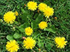 DANDELION image