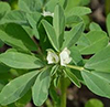 FENUGREEK image