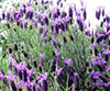 LAVENDER image