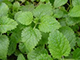 LEMON BALM image