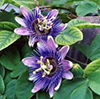 PASSIONFLOWER image