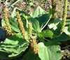 PLANTAIN image