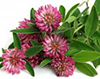RED CLOVER image