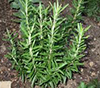 ROSEMARY image