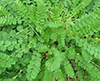 SALAD BURNET image